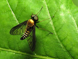 Image of Golden-backed Snipe Fly