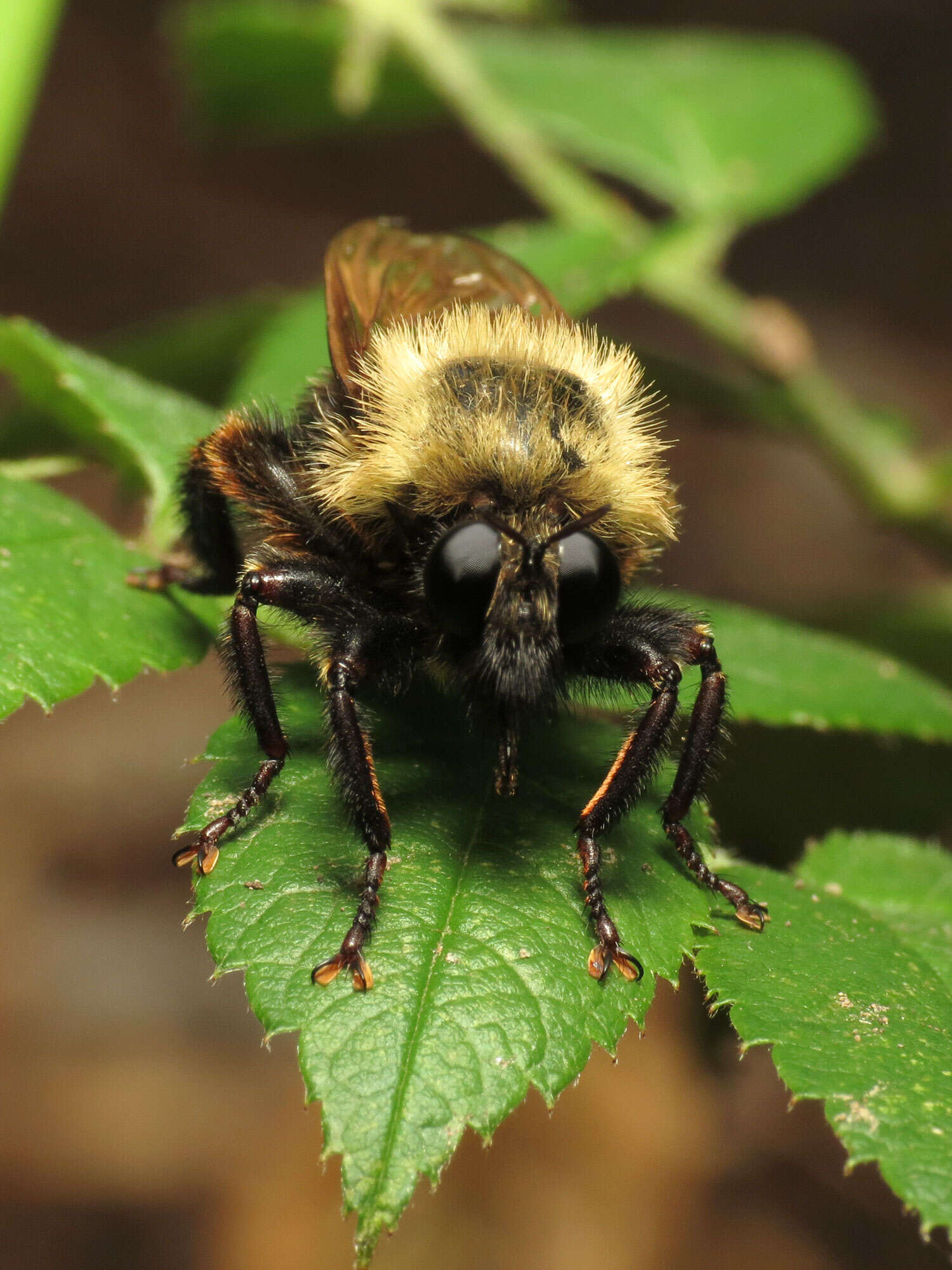 Image of Laphria thoracica Fabricius 1805