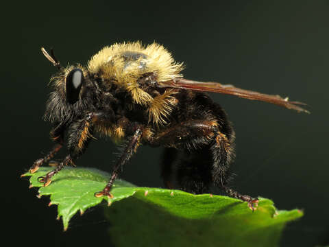 Image of Laphria thoracica Fabricius 1805