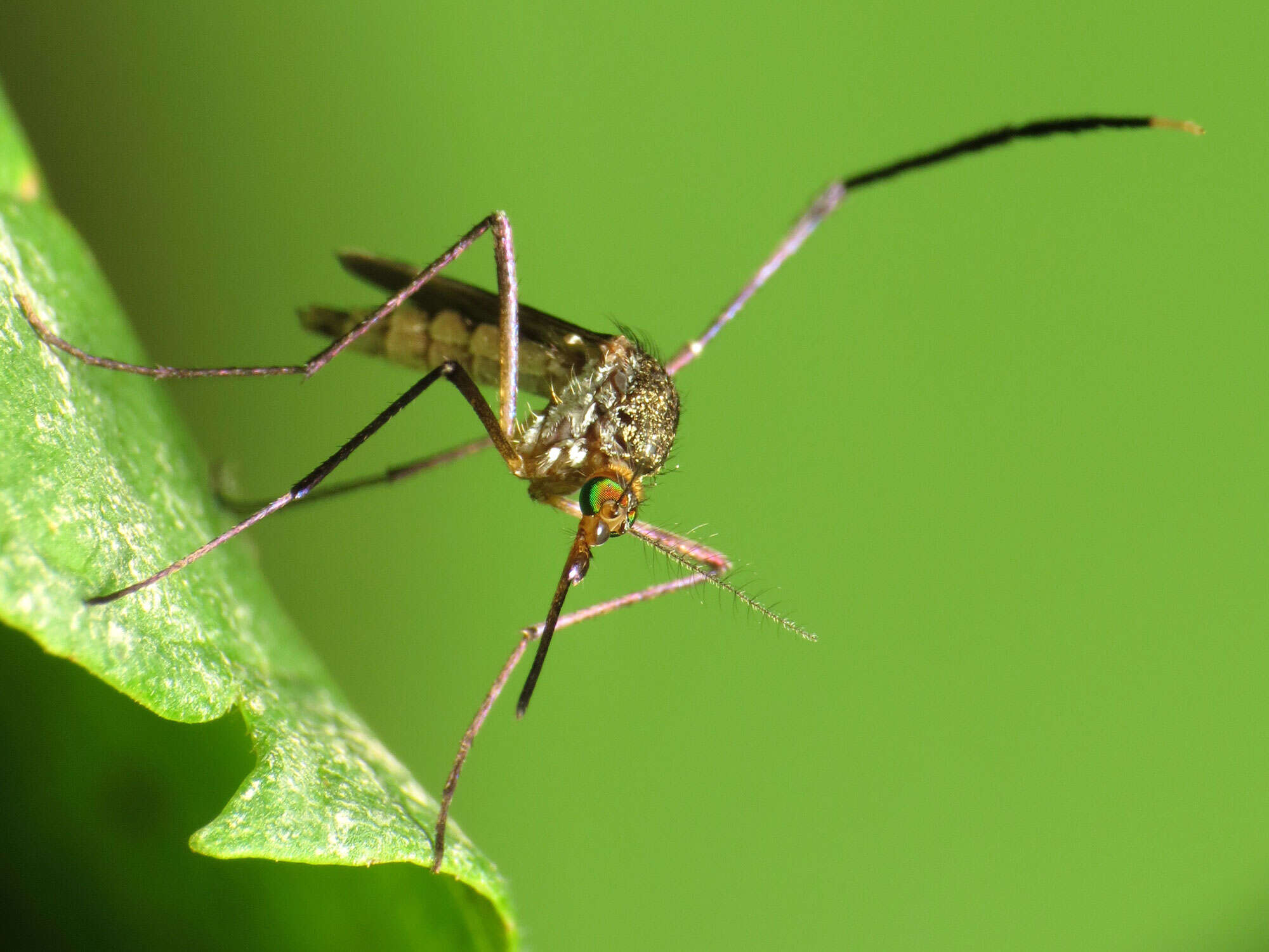 Image of Psorophora ferox (Van Humboldt 1819)