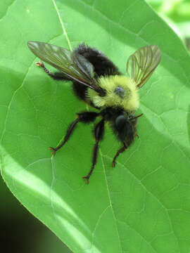 Image of Laphria thoracica Fabricius 1805