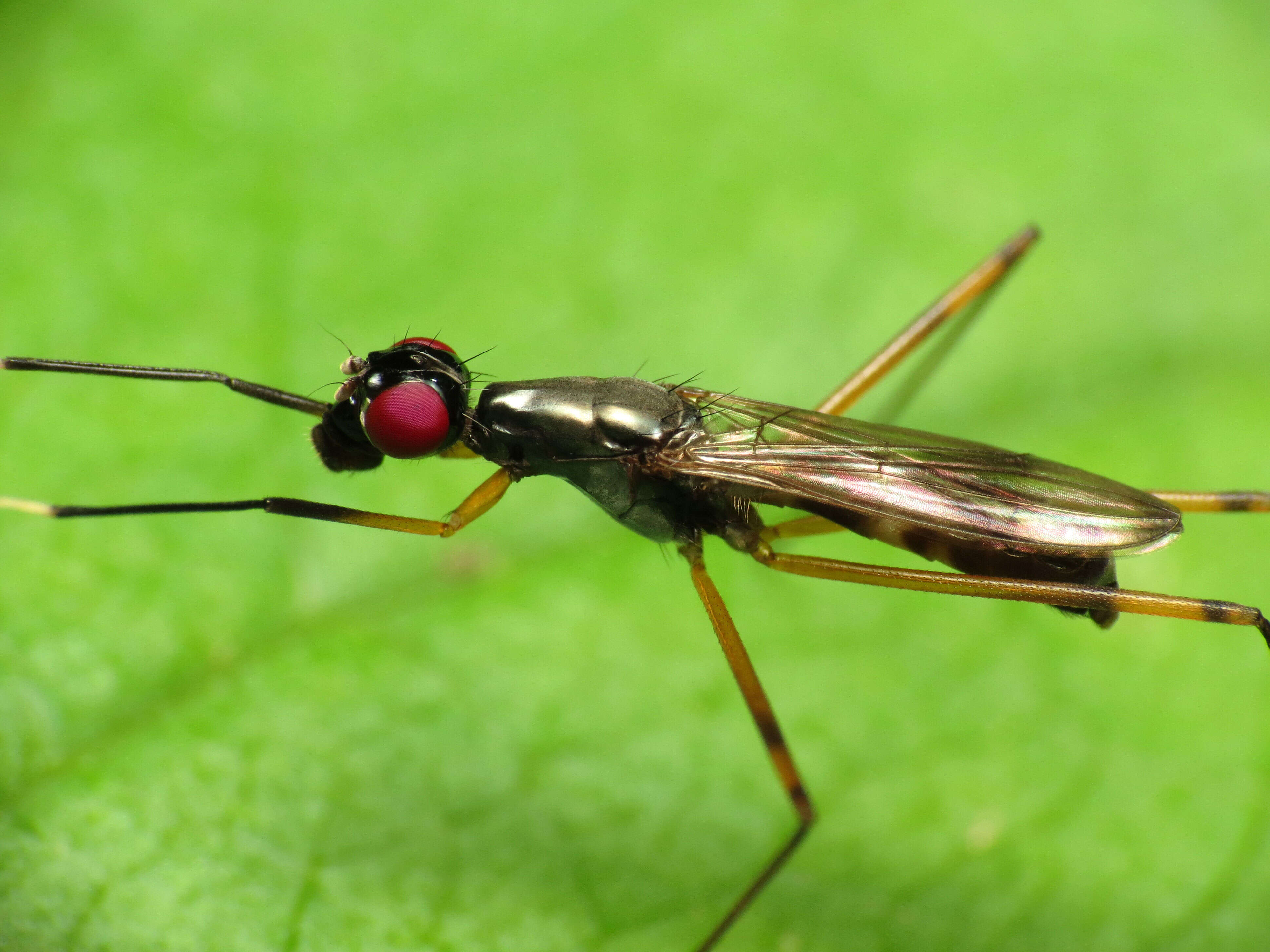 Image of Rainieria antennaepes (Say 1823)