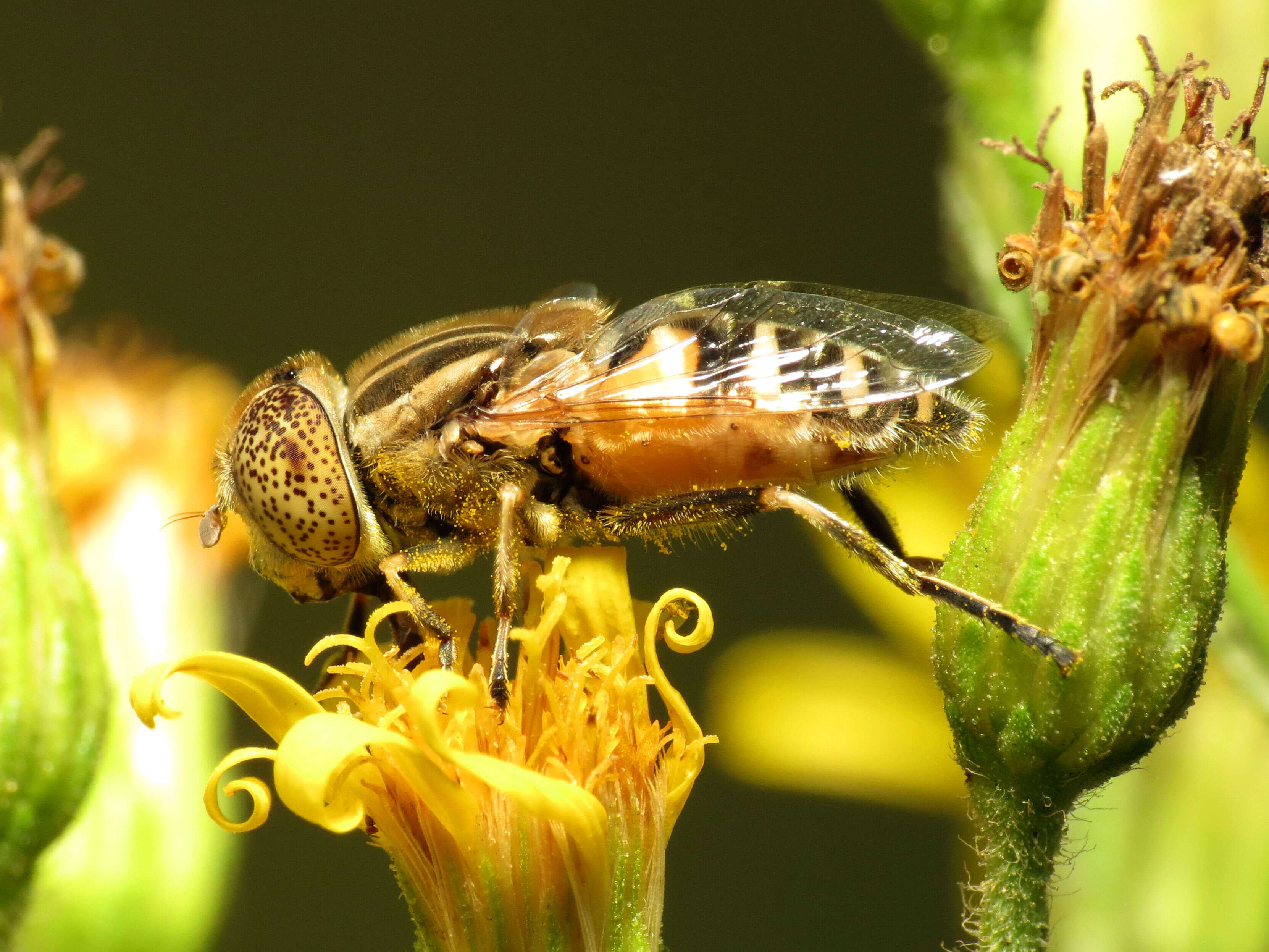 صورة Eristalinus megacephalus (Rossi 1794)