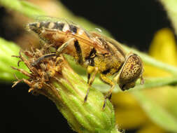 صورة Eristalinus megacephalus (Rossi 1794)