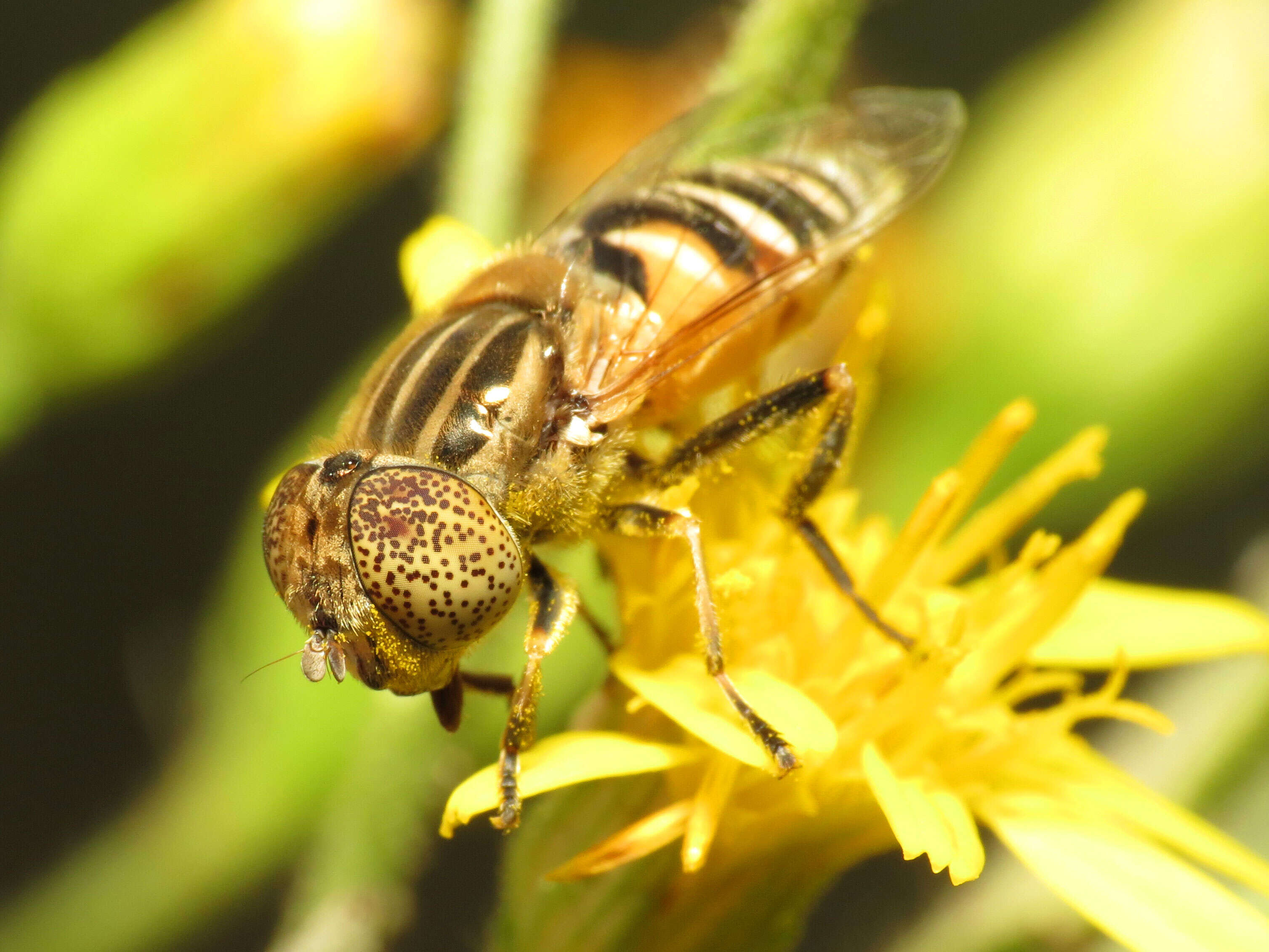 صورة Eristalinus megacephalus (Rossi 1794)