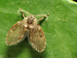 Image of Clogmia albipunctata