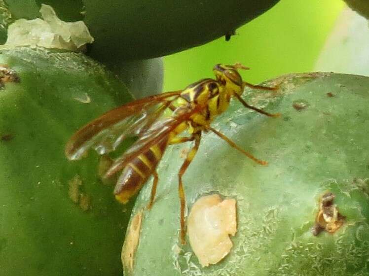 Image of Papaya Fruit Fly