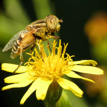 صورة Eristalinus megacephalus (Rossi 1794)