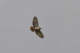 Image of African Red-tailed Buzzard