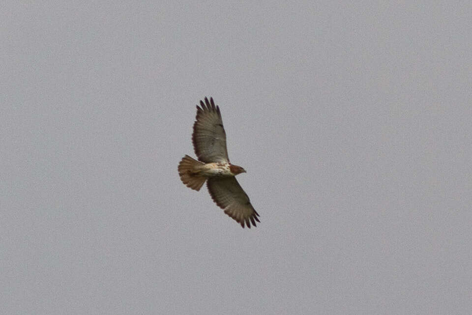 Image of African Red-tailed Buzzard