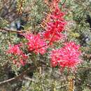 Imagem de Grevillea georgeana Mc Gill.