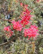 Image of Grevillea georgeana Mc Gill.