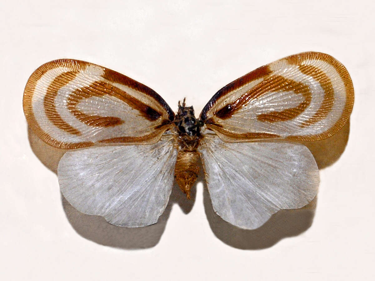 Image of Bythopsyrna circulata (Guérin-Méneville 1844)