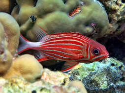 Image of Crown Squirrelfish