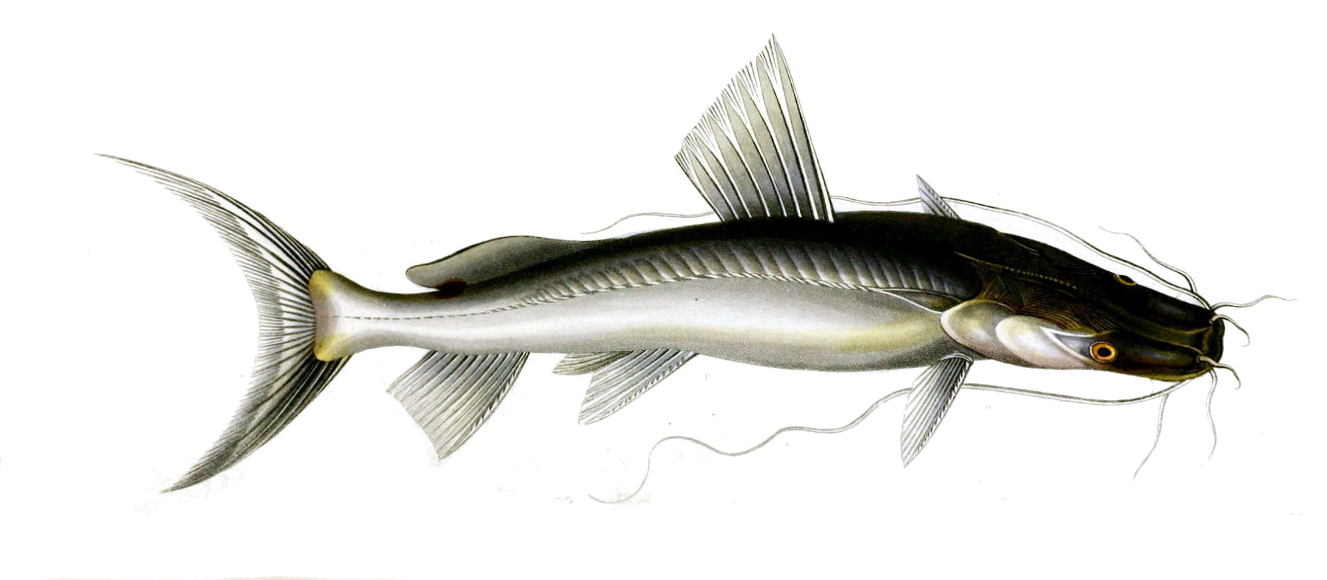 Image of Giant river catfish