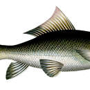 Image of Fringed-lipped peninsula carp