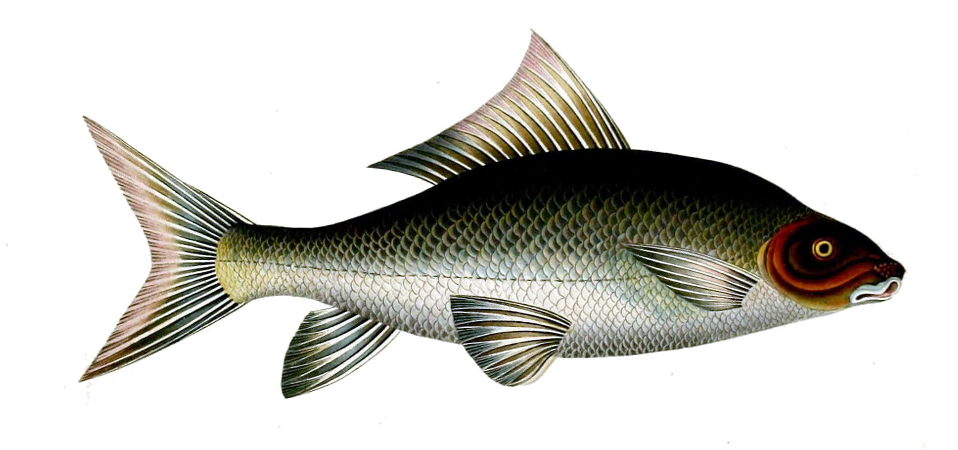 Image of Fringed-lipped peninsula carp