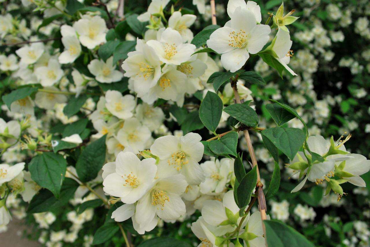 Plancia ëd Philadelphus coronarius L.