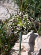Image of Allium meronense Fragman & R. M. Fritsch