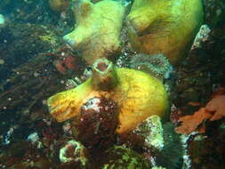 Image of Cunjevoi sea squirt