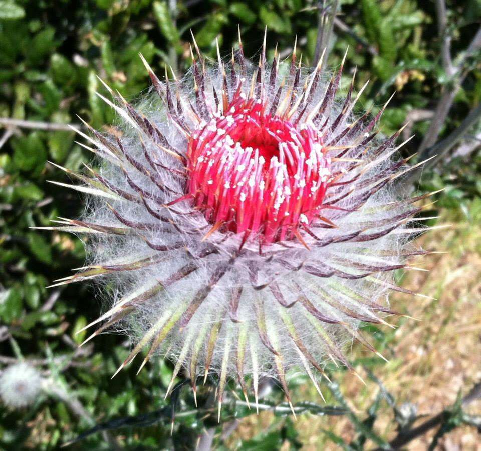 Image of cobwebby thistle