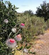 Image of cobwebby thistle