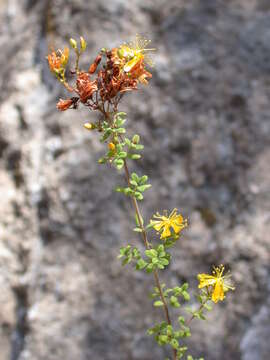 Image of Hypericum humboldtianum Steud.