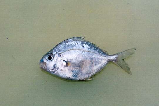 Image of Jones’ pony fish