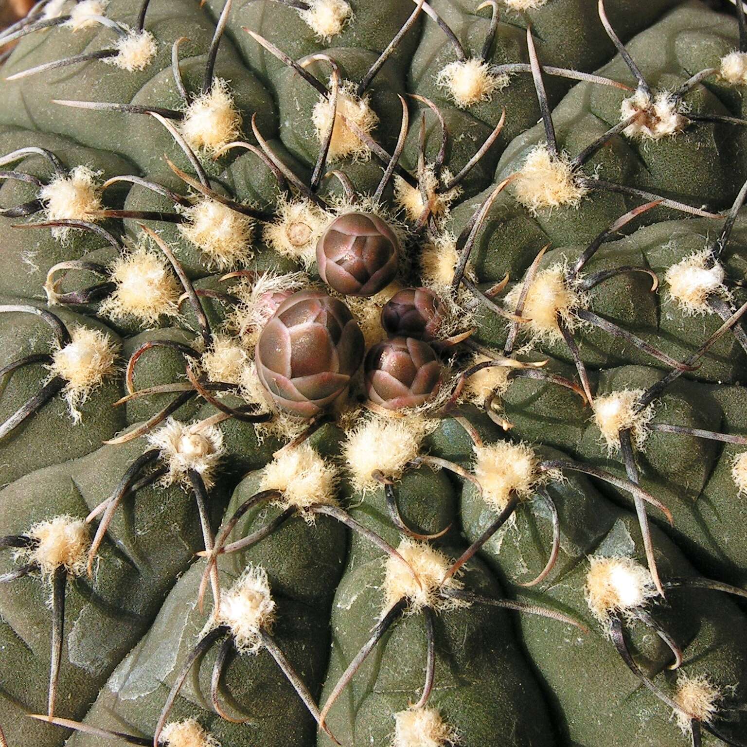 Image of <i>Gymnocalycium quehlianum</i>