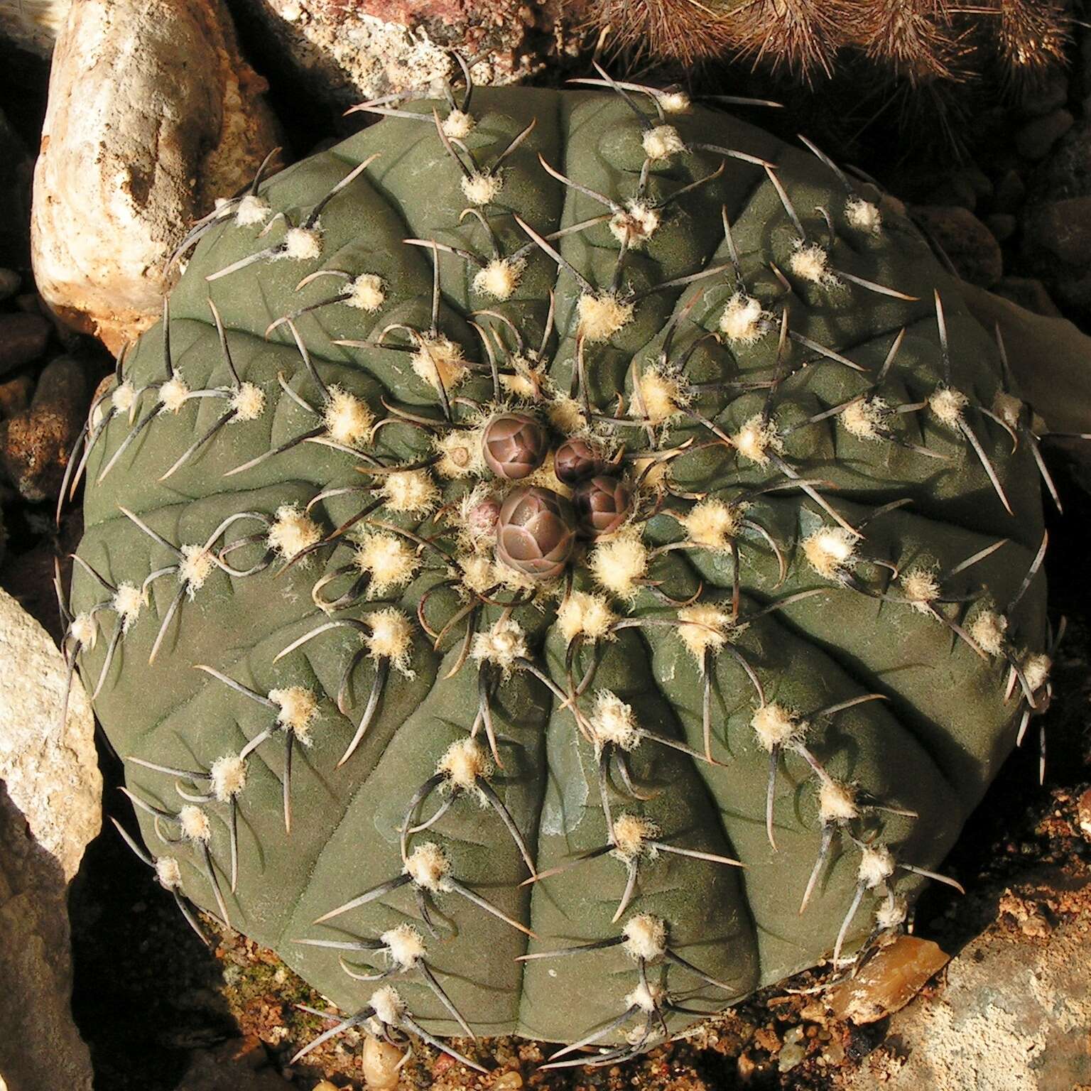 Слика од <i>Gymnocalycium quehlianum</i>