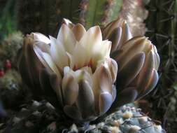 Imagem de <i>Gymnocalycium quehlianum</i>