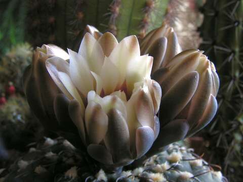 Image of <i>Gymnocalycium quehlianum</i>