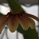 Слика од Bulbophyllum mastersianum (Rolfe) J. J. Sm.