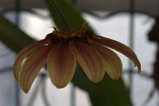 Image of Bulbophyllum mastersianum (Rolfe) J. J. Sm.