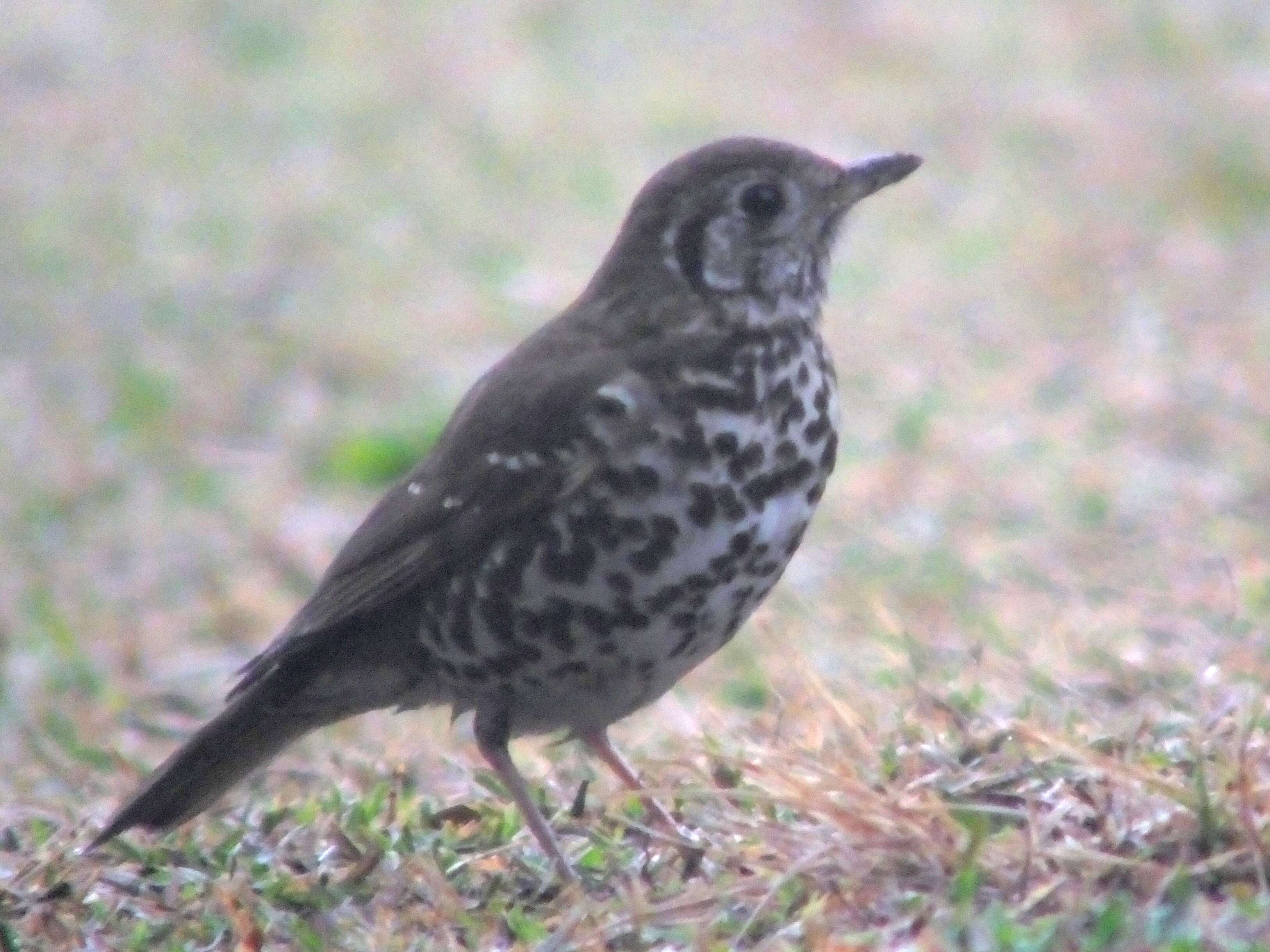 Image of Chinese Thrush