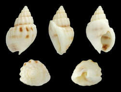 Image of Nassarius fissilabris (A. Adams 1852)