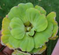 Image of pistia