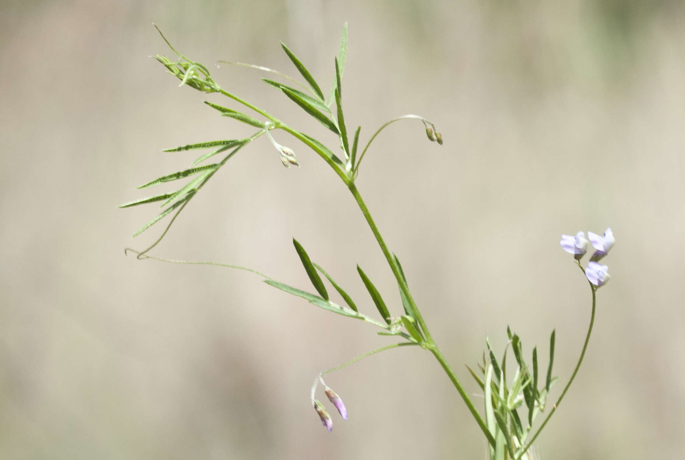 Image of lentil vetch