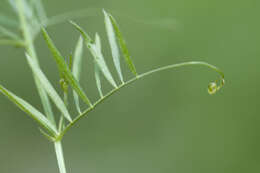 Image of lentil vetch