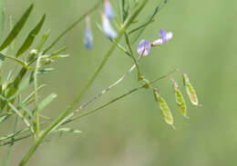 Imagem de Vicia tetrasperma (L.) Schreb.