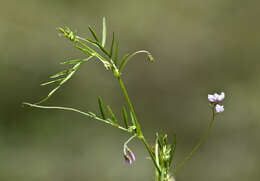 Image of lentil vetch