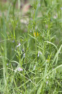 Image of lentil vetch