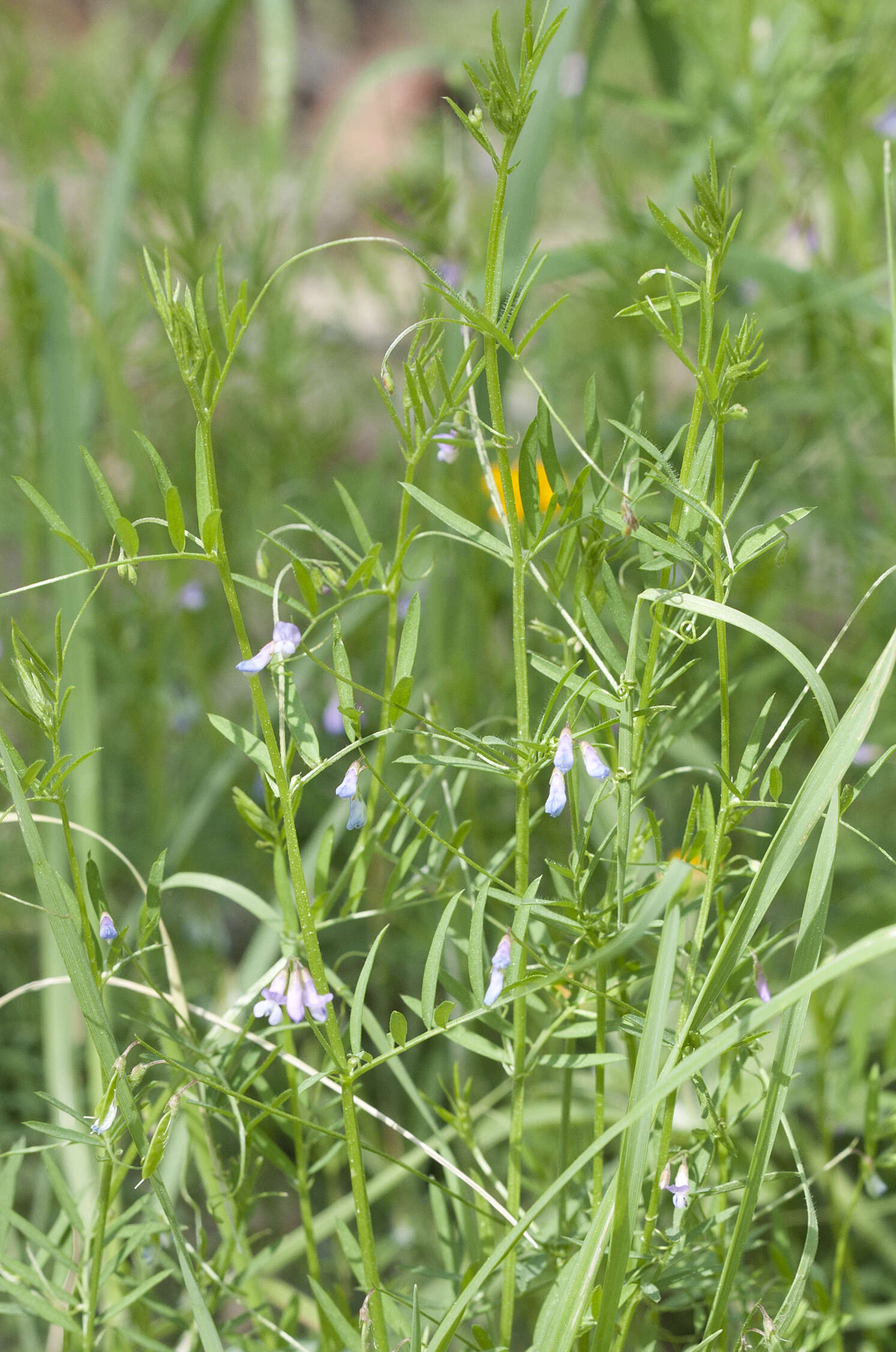 Imagem de Vicia tetrasperma (L.) Schreb.