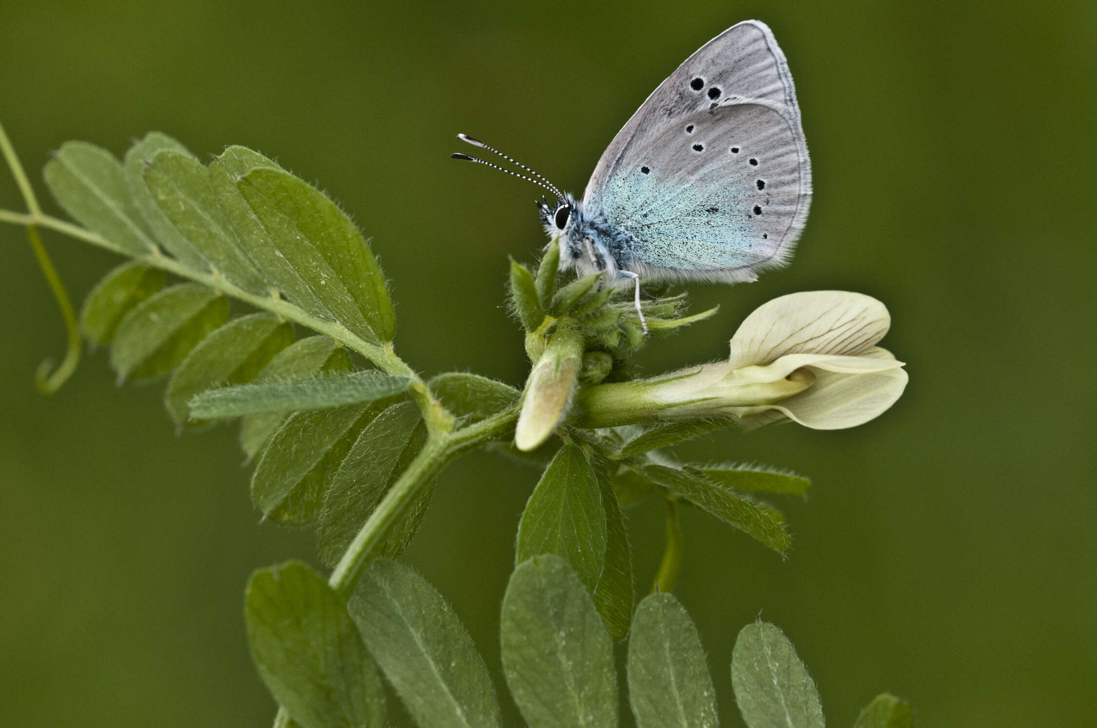 Image of Green-underside Blue