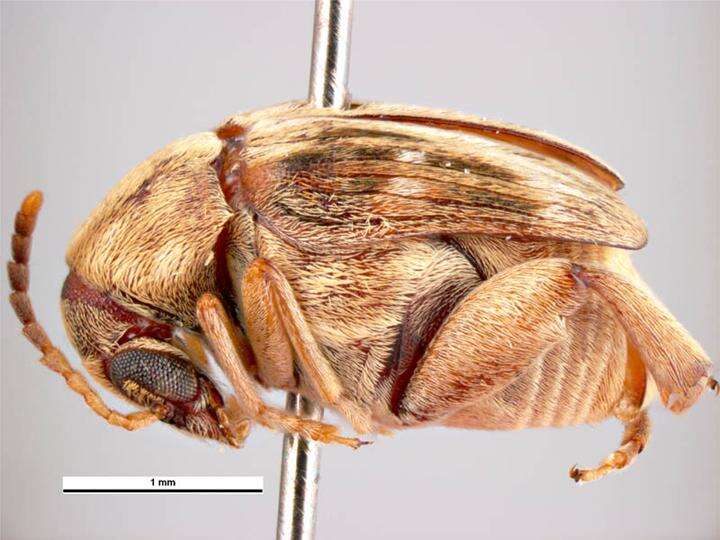 Слика од Callosobruchus phaseoli (Gyllenhal 1833)