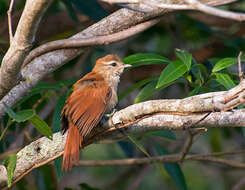 Image of Rusty-backed Spinetail