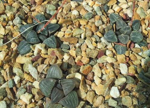 Haworthia mutica Haw. resmi