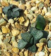 Haworthia mutica Haw. resmi