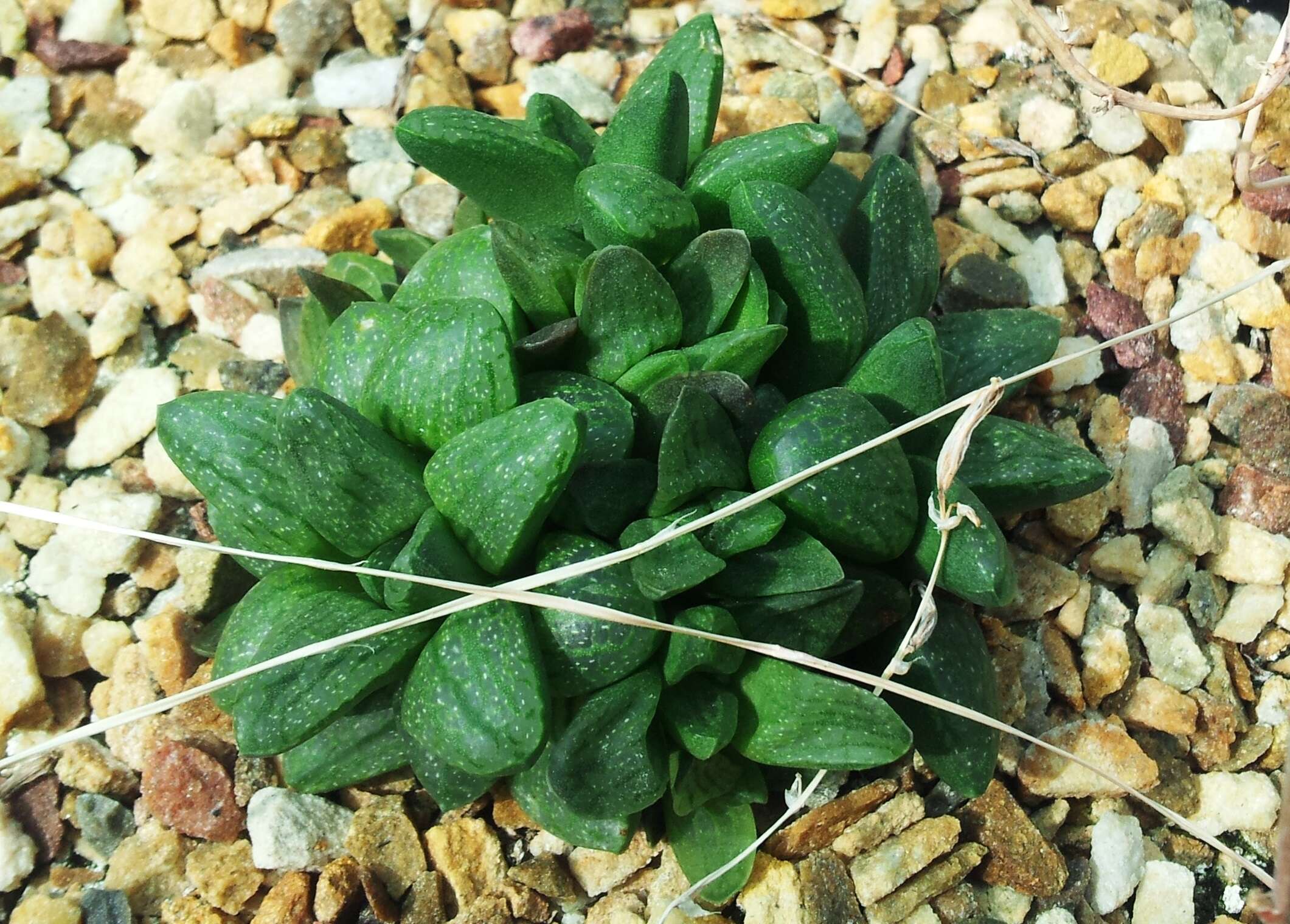 Haworthia turgida Haw. resmi