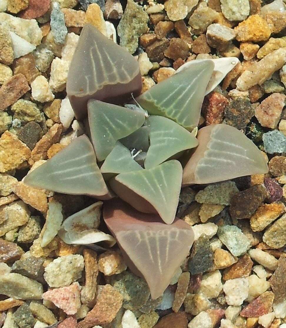 Haworthia mutica Haw. resmi